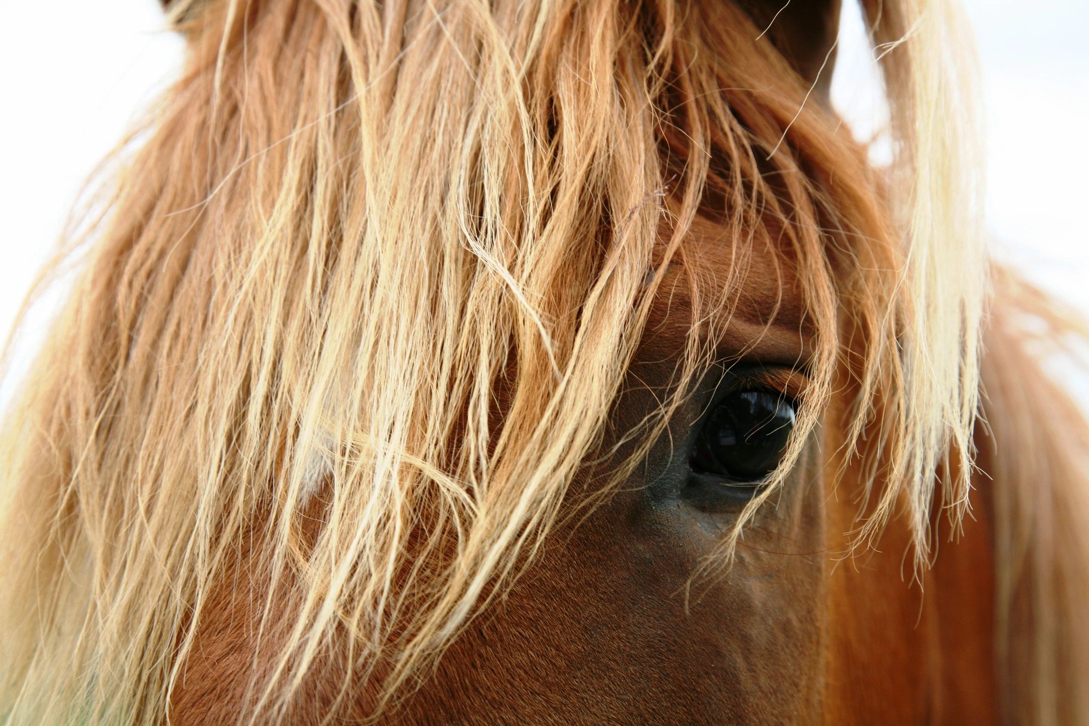 Horse Picture