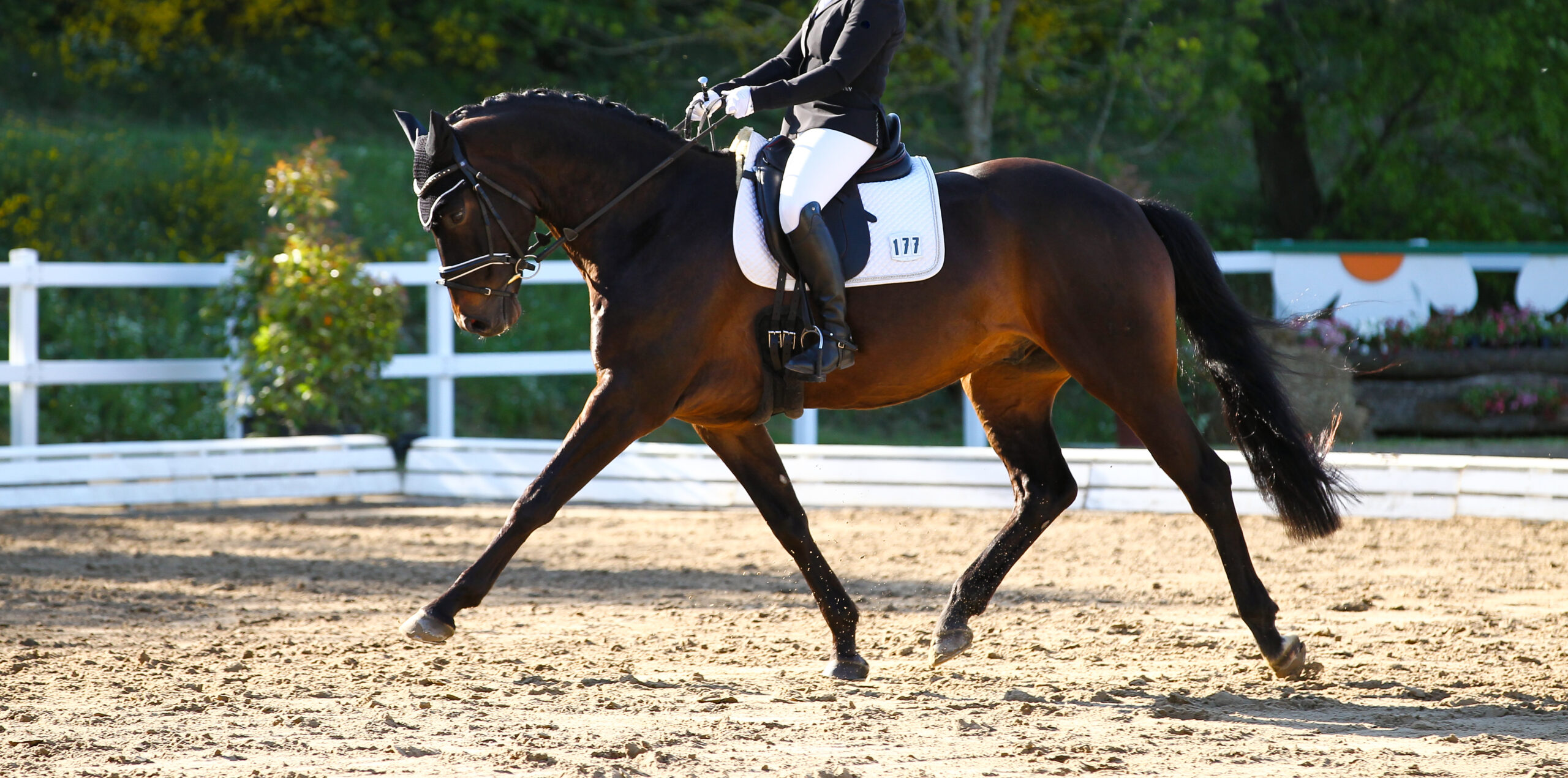 Brown,Horse,In,Portraits,During,A,Dressage,Competition,,Photographed,In